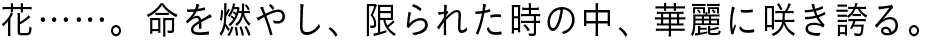 花……。命を燃やし、限られた時の中、華麗に咲き誇る。