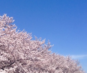 花咲く季節